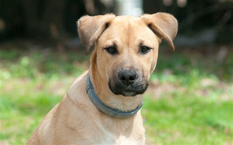 black faced cur|Black Mouth Cur Dog Breed: Info, Pictures, Care, Traits & History.